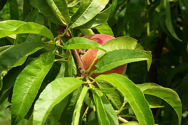 a ripe peach in provence