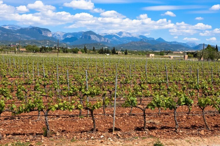 Fall for autumn 2019 in Mallorca