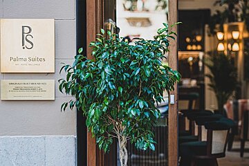 A green plant in a pot stands in front of a building entrance with 
