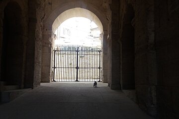 A dog is walking through a gate in a dark tunnel