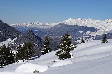 lots of snow round the trees