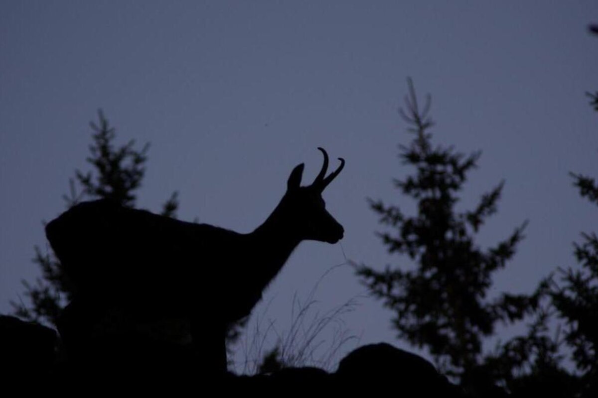 A silhouette of a goat with trees in the background