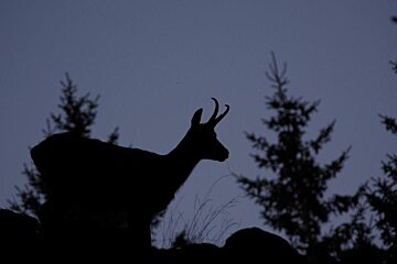 A silhouette of a goat with trees in the background