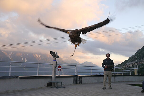 bird of prey show