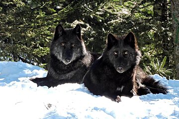 Parc Alpha Theme Park, Saint-Martin Vésubie