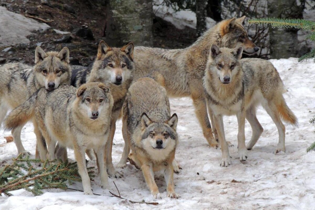 Parc Alpha Theme Park, Saint-Martin Vésubie