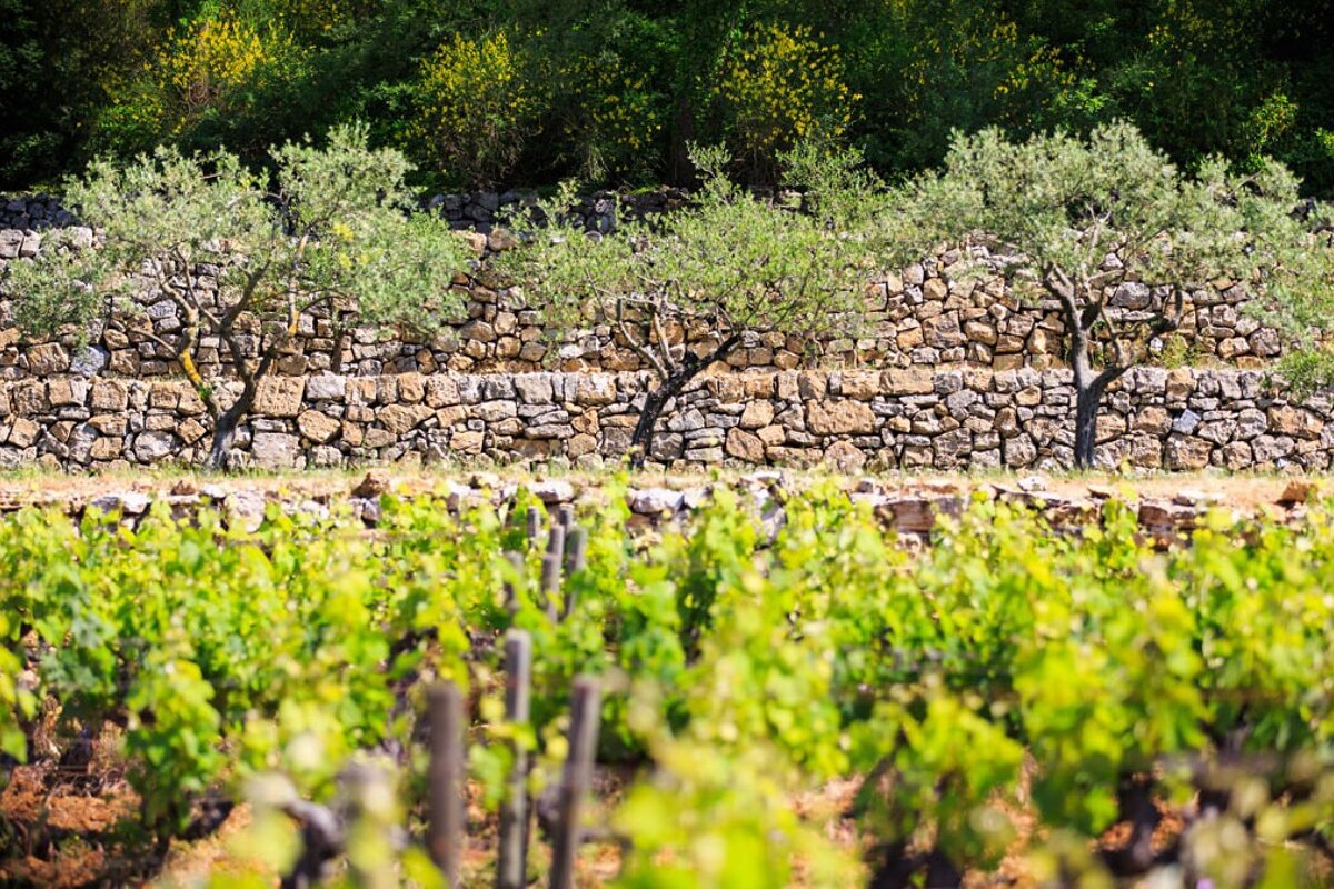 Chateau Margilliere Vineyard, Brignoles