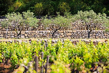 Chateau Margilliere Vineyard, Brignoles