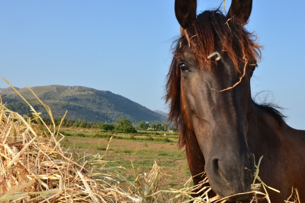 Live like a cowboy in Mallorca