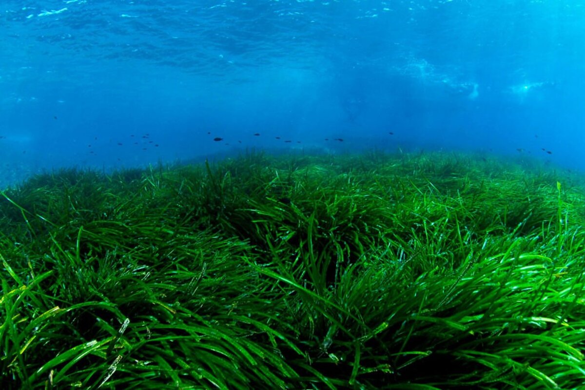 Scuba Ibiza Diving Centre, Ibiza Town