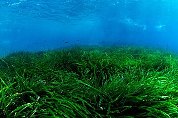 Scuba Ibiza Diving Centre, Ibiza Town
