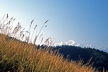 A field of tall grass with mountains in the background