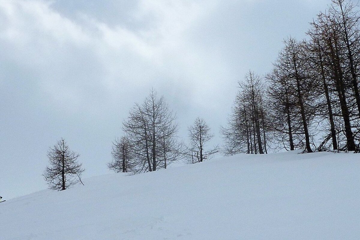 skiers going past some trees