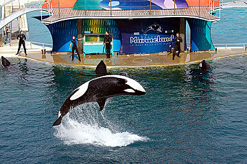 A killer whale is jumping out of the water in front of a sign that says marineland