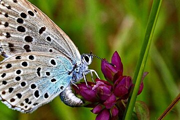 butterfly on a flower in in Parc Naturel Regional Perigord-Limousin