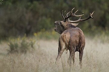 A stag in Parc Naturel Regional Perigord-Limousin