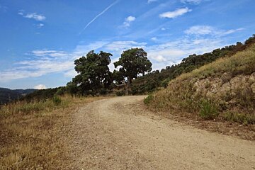 A dirt road with trees on the side of it