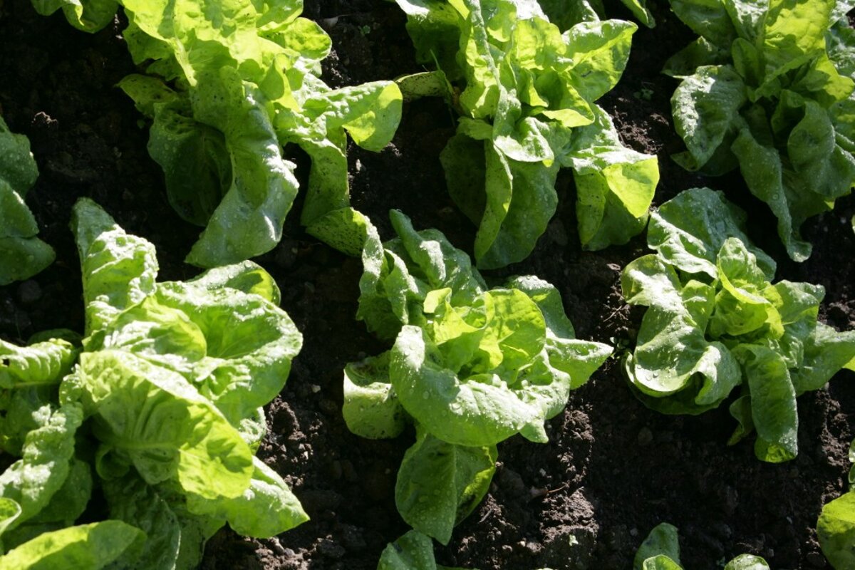 Aiguille du Midi Restaurant, Les Bossons