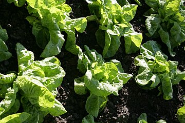 Aiguille du Midi Restaurant, Les Bossons