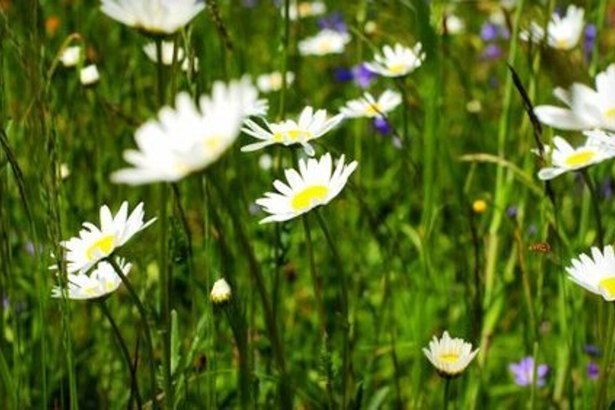 Chamonix Photo Walk Review photo walks