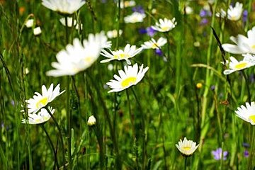 Chamonix Photo Walk Review photo walks