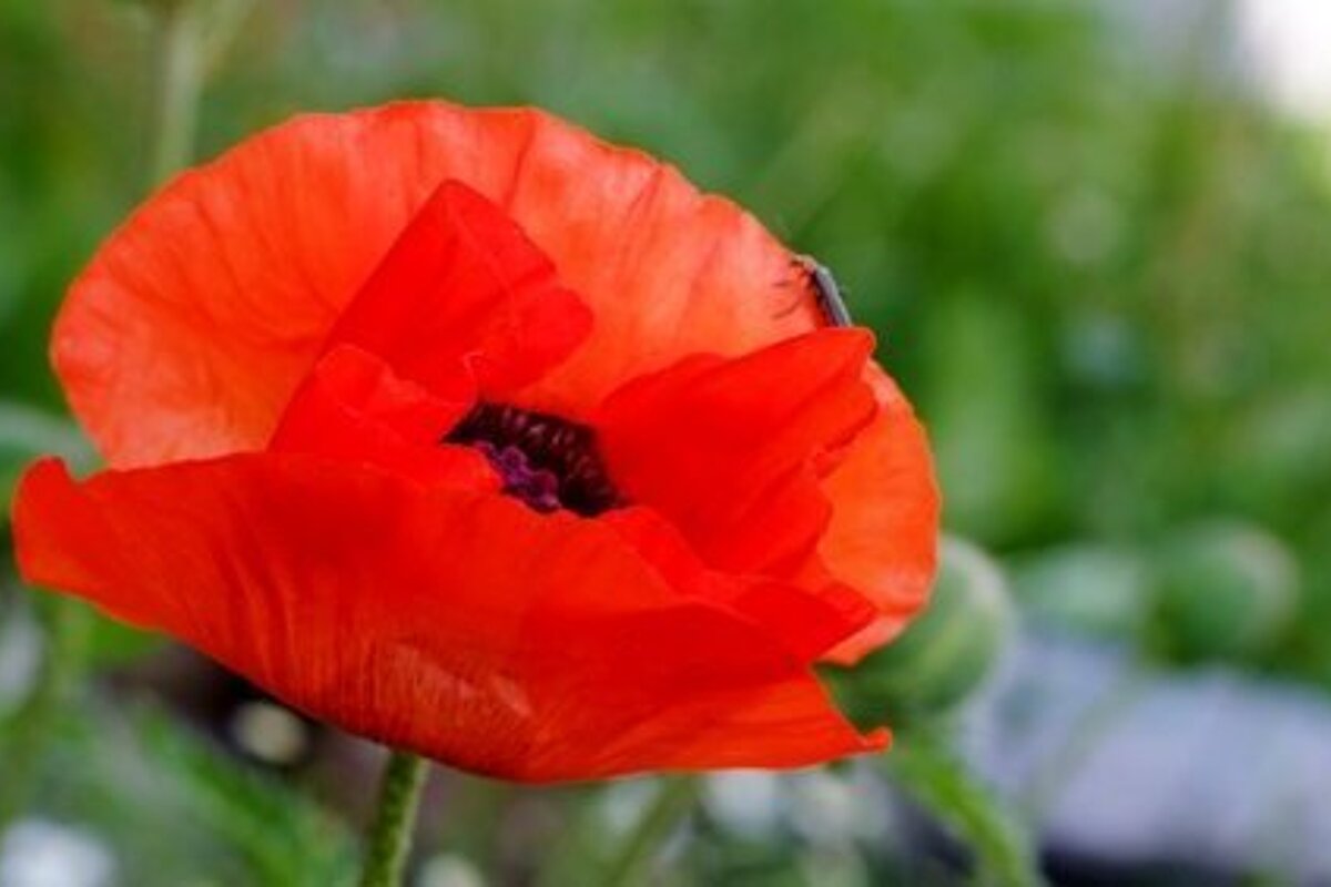 Chamonix Photo Walk Review photo walks