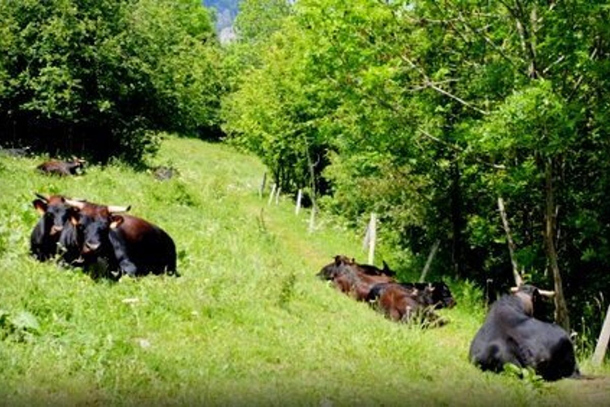 Chamonix Photo Walk Review photo walks