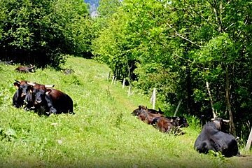 Chamonix Photo Walk Review photo walks