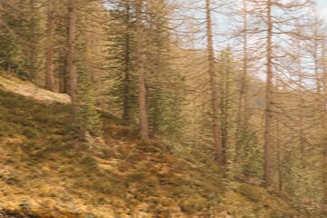 A forest with trees on a hillside with a blue sky in the background
