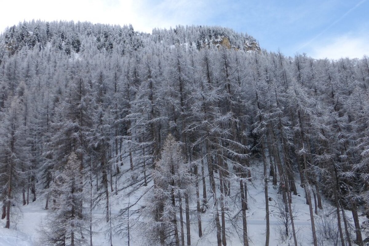 snow covered trees