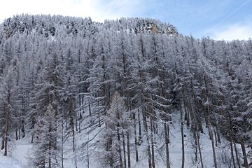 snow covered trees