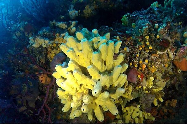 Plongee Club de Cannes