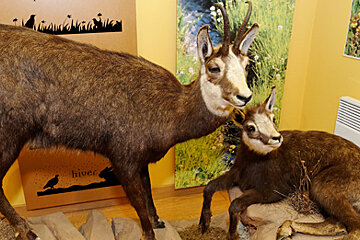 Two stuffed animals in front of a sign that says nives