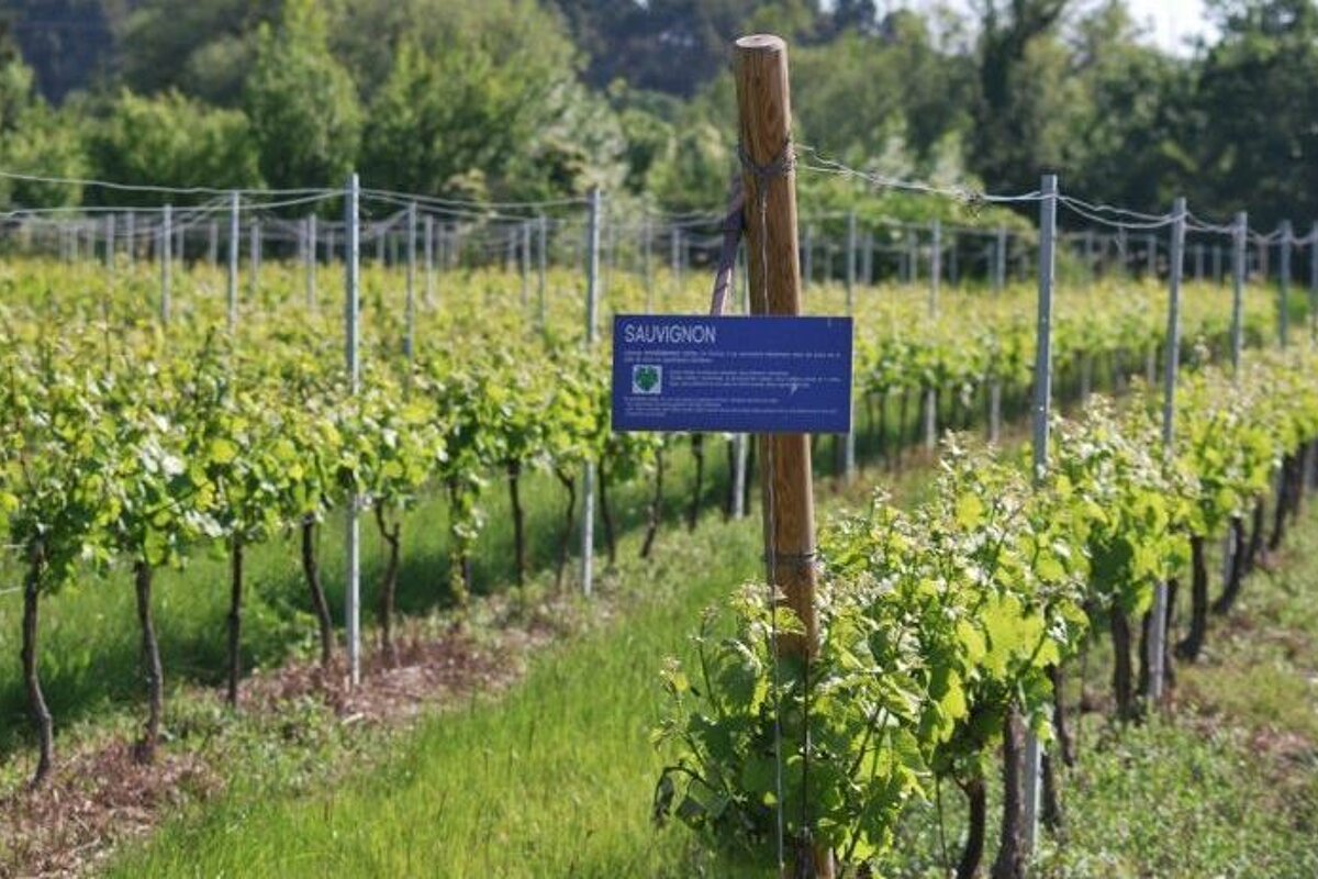 Domaine Fontaine du Clos Vineyard, Sarrians