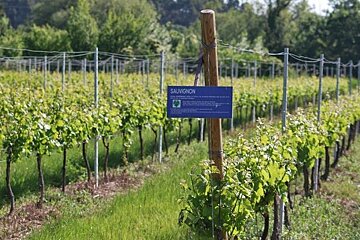 Domaine Fontaine du Clos Vineyard, Sarrians