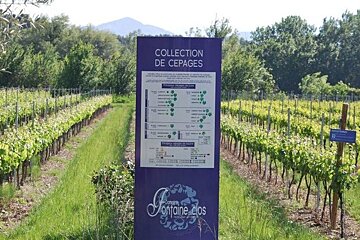 Domaine Fontaine du Clos Vineyard, Sarrians