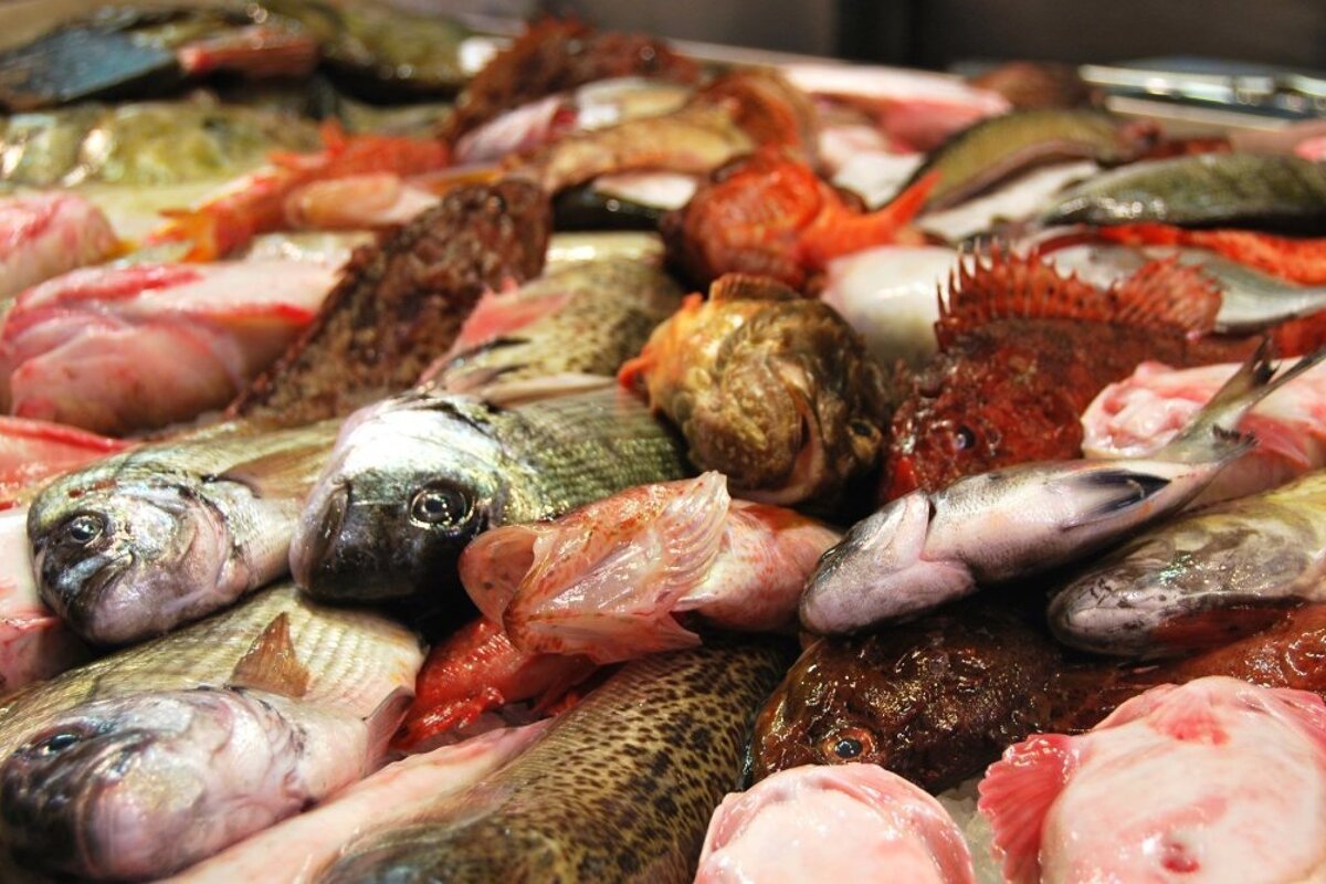 Mallorcan Fish