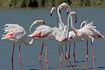 flamingos standing tall in the water