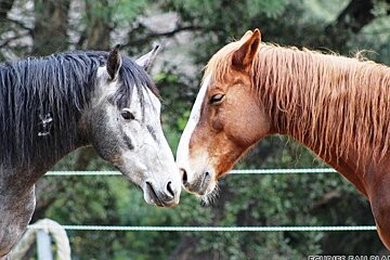 Les Ecuries de l'Eau Blanche Horse Riding, Cavalaire horse riding
