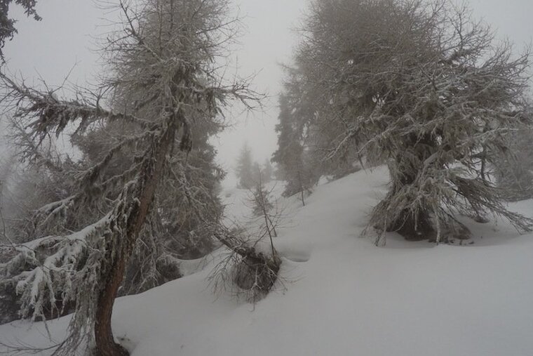 snow covered trees in verbier