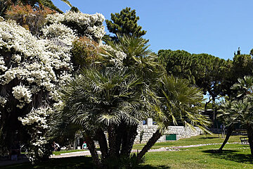 Flora of Nice