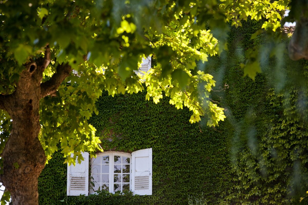 A window with white shutters is surrounded by trees