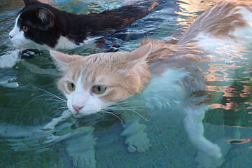two cats in water