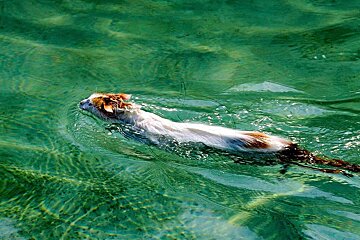 cat swimming in water