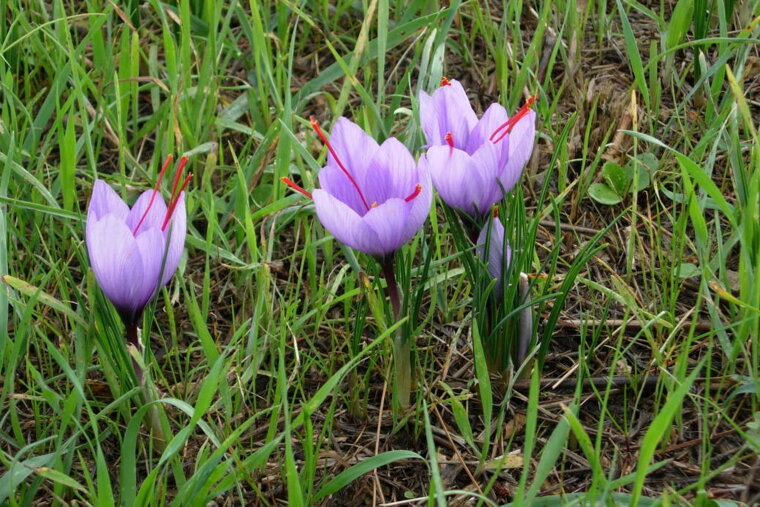 three crocus flowers