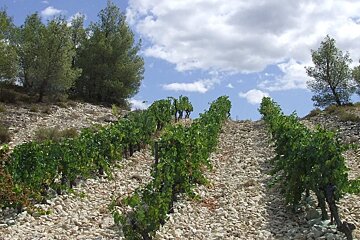 a vineyard