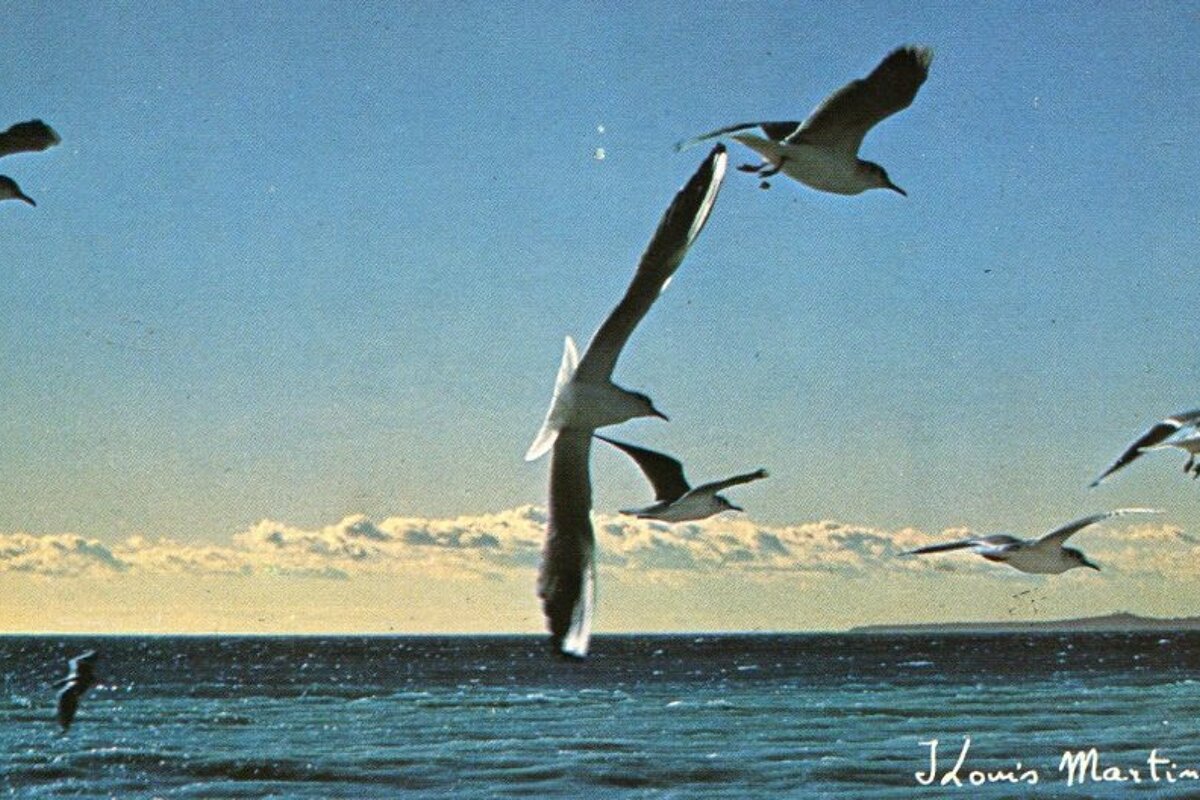 Seagulls flying over a body of water with the name j.louis martinetti written on the bottom