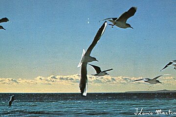 Seagulls flying over a body of water with the name j.louis martinetti written on the bottom