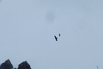 two birds in the sky