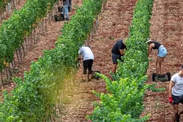 Ses Rotes Vineyard